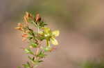 Coastal plain St. Johns wort